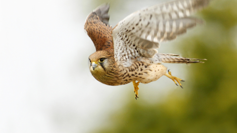 Kestrel flying and looking ready to swoop, its wings outstretched