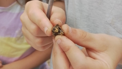 A child's hands holding an owl pellet