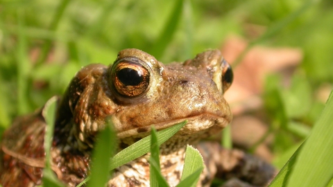 Common toad peeking out of the grass, with one of its large round eyes visible