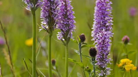 Common spotted orchids growing in a wildflower meadow