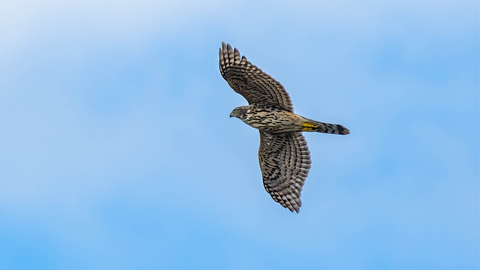 A juvenile goshawk mid-flight in a blue sky, with its wings outstretched