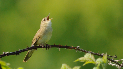 Grasshopper warbler singing on a bramble branch