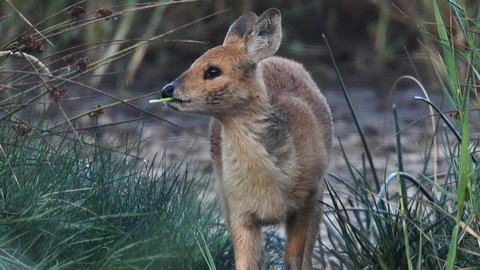 Chinese water deer emerging from a wood, looking off to the side