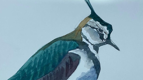 Part of a painting of a lapwing showing the face and body.