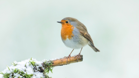 Robin perched on a branch in the snow