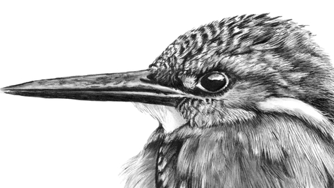 Black and white portrait of a long beaked bird, drawn with pencils