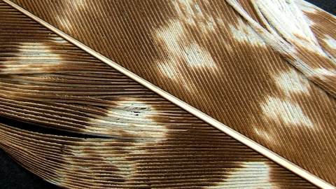 Buzzard feather close up, with brown and white colours visible