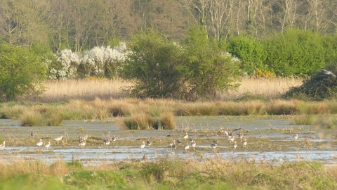 Birds sitting in a large pool of water at Wild Ken Hill