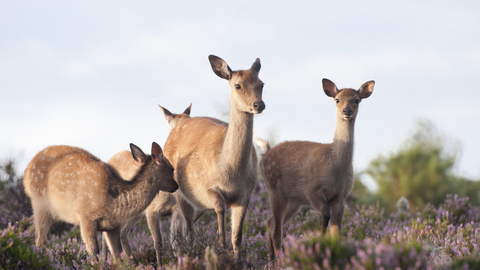 Four sika deer standing amongst the pink flowers of heather, with blue sky above them