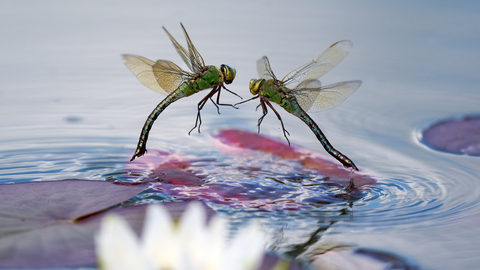 two emperor dragonflies above a pond