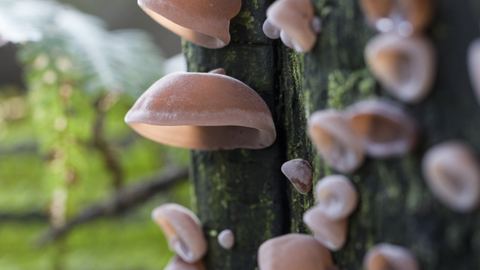 Jelly ear fungus on a log. They look like little pink downward-facing ears.