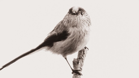 Long-tailed tit on a branch looking directly at the camera