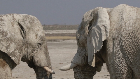 Two elephants with tusks facing each other in Namibia