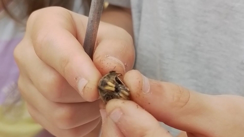 Close up showing someone examining a rodent's skull