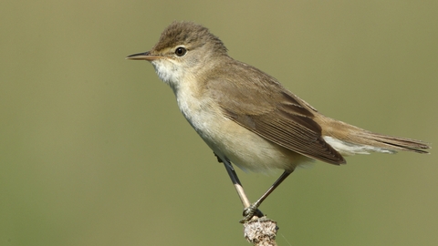 Reed warbler perching on a branch