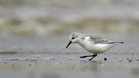 A white and grey sanderling walks along the wet sand at the tideline of The Wash. It looks down at the ground and has one leg raised as it walks.