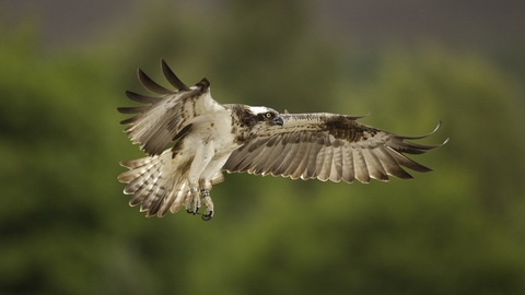 An osprey in flight with its huge white and brown wings