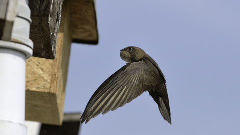 A swift flying to a nest box on the side of a building, in front of a blue sky