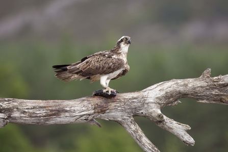 Osprey perched with fish