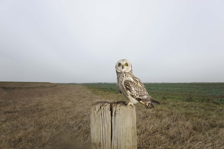 Short-eared owl perched