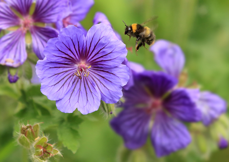 Early Bumblebee