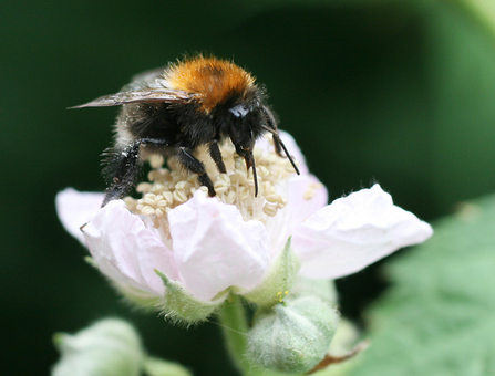 Tree Bumblebee