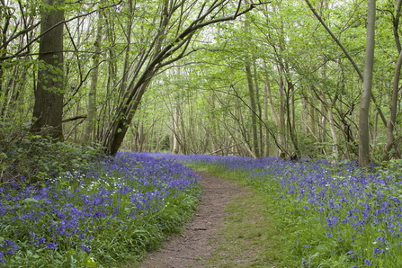 A path at NWT Foxley Wood, enclosed by trees with green leaves, with a carpet of blue-purple bluebells on each side of the path