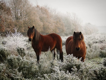 A pair of brown Dartmoor ponies standing in a frosty field, surrounded by vegetation, looking ahead at the camera.
