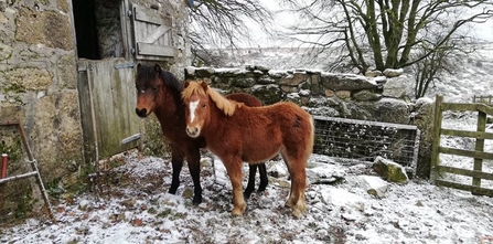 Two Dartmoor pony foals stand in a snowy yard outside a wooden stable door, with a stone wall behind them. The ponies are different shades of brown, while one has a white stripe up its face.