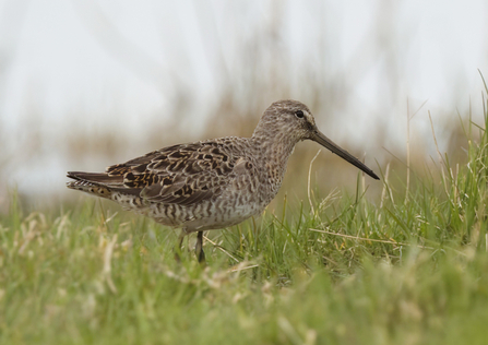 A long-billed dowitcher with it's long pointed bill and brown mottled feathers.