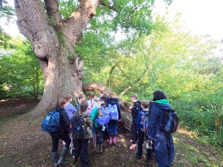 A group of children from Acle Primary School are pictured from the back, gathering at the root of a tree, on a sunny day at NWT Ranworth Broad