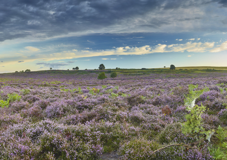 Open heathland at NWT Roydon Common, with purple heather and green plants covering the ground