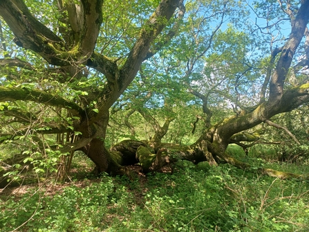 A large tree at Sweet Briar Marshes, with branches spreading out and lots of green leaves