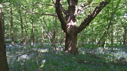 A large tree surrounded by other trees in woodland, with a carpet of bluebells on the ground