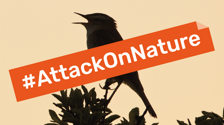A silhouette of a bird singing, with the words '#AttackOnNature' overlayed in orange