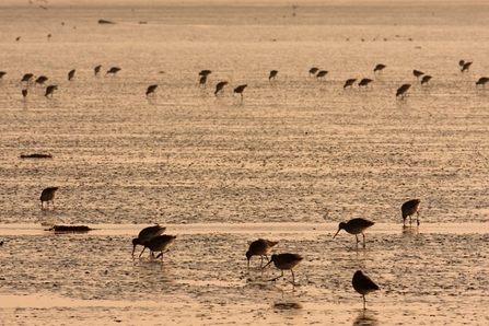 Water in The Wash at sunset, with around 20 black tailed godwit standing in the water and searching for food