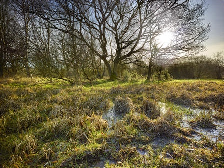 A sunny day at Sweet Briar Marshes, with bare trees in the background and marshy ground in the foreground