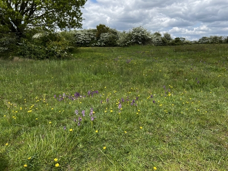 Purple orchids and yellow buttercups are dotted amongst a field of short green grass.