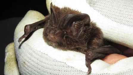 A brown, furry barbastelle bat peeks out over a white cotton surface, with its arms outstretched. It has very large ears on the front of its head.