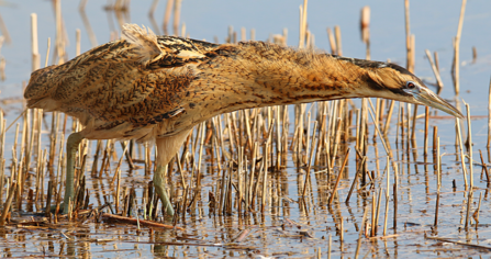 A brown bittern stands in the water with some reeds behind it. It is looking to the right as it walks through the water.