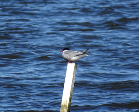 A common tern perched on a wooden stake on the Broad. 