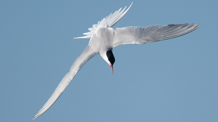 A flying common tern against blue skies