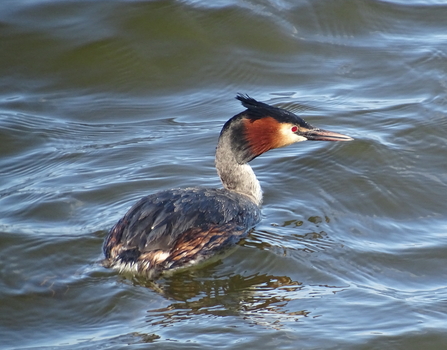 A great crested grebe on a body of water. It has red eyes, and auburn feathers on it's face. 