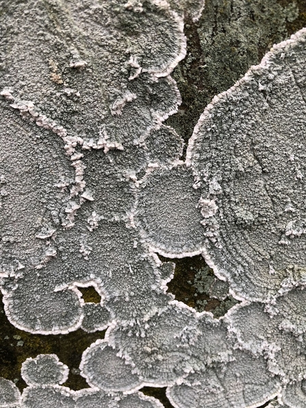 This lichen is grey and grows in flat discs across a log. 