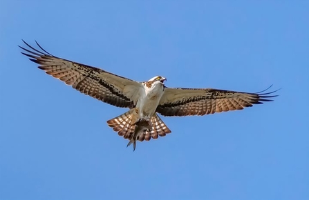 An osprey with a white body and brown wings flying through the air on a sunny day, wings outstretched, with a small fish caught in its talons