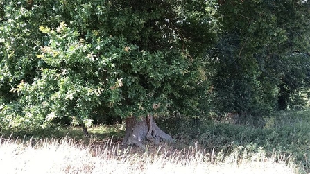 A tree with a wide trunk and an abundance of dark green leaves, in front of a sunny patch of grass in the woodland.