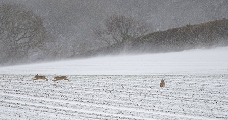 A snow covered field under a dark grey sky, with bare trees in the distance. Two brown hares run across the field on the left side of the photo, while another brown hare sits on the ground on the right side.