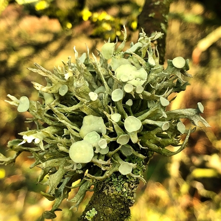 A burst of green lichen on a branch in little lil pad shapes at the end of long stem-like bodies. 