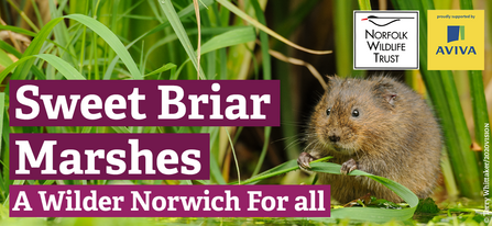 A furry brown bank vole stands in front of a reed bed, holding a piece of grass in both hands. The words 'Sweet Briar Marshes, A Wilder Norwich For All' appear beside the vole, while there are logos for Norfolk Wildlife Trust and Aviva in the corner.