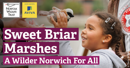 A young girl with dark brown hair in plaits, clipped back with two hair clips, and wearing a grey jacket, holds a fluffy toy bird and smiles at it. The words 'Sweet Briar Marshes, A Wilder Norwich For All' appear beside her, while the logos for Norfolk Wildlife Trust and Aviva are in the corner of the image.